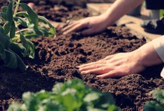 planter une clématite