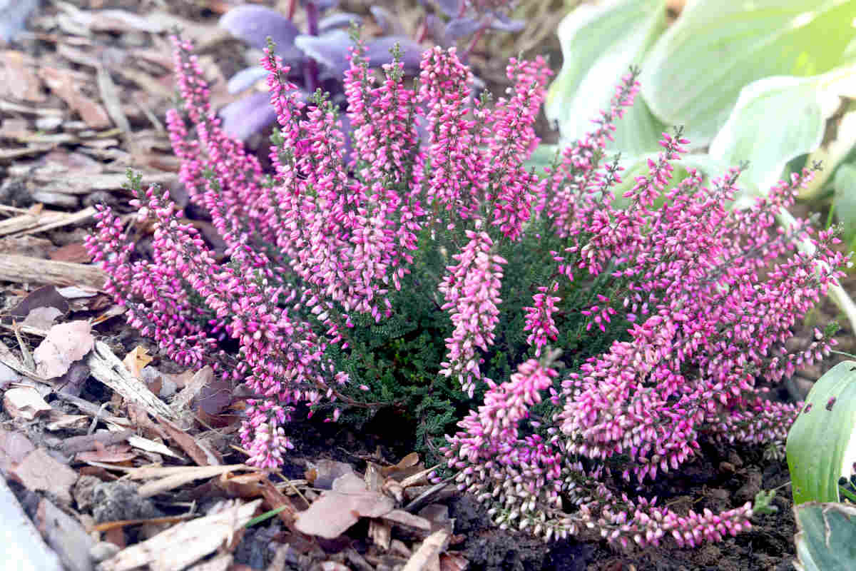 La beauté et la résilience de la bruyère gracilis tout ce que vous devez savoir