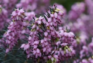 La beauté et la résilience de la bruyère gracilis tout ce que vous devez savoir